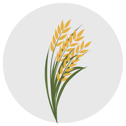 Premium Basmati rice
